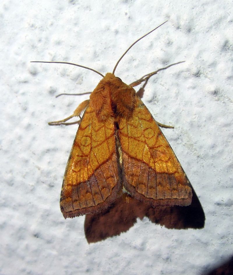 Pyrrhia umbra (Noctuidae)